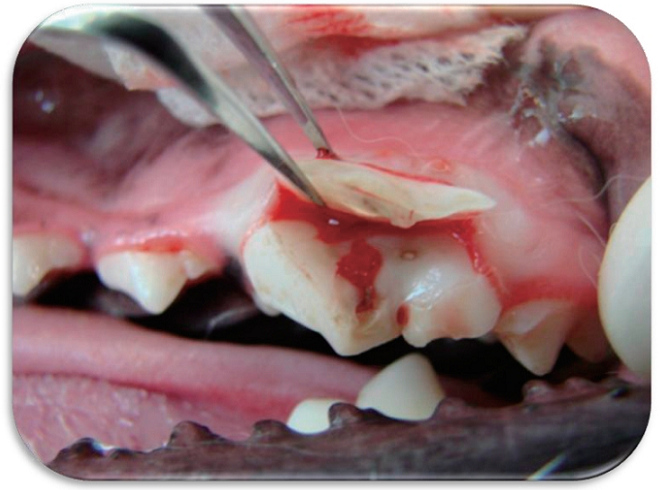 犬隻上顎第4前臼齒斷裂（Slab fracture）。 取自《動物臨床醫學》