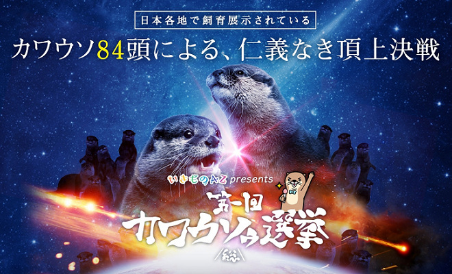 2017年10月舉行的「第1屆水獺總選舉」，讓網友票選日本36間水族館與動物園的84隻水獺。活動票數大幅逾越當初預估的1萬票，締下51萬多票的空前紀錄，魅力可見一斑。 取自太陽城