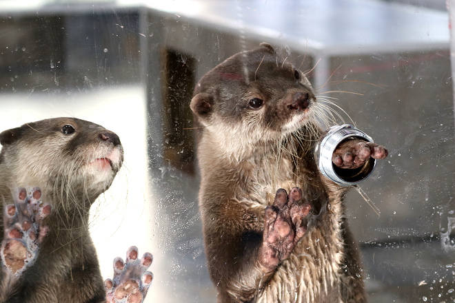 雖然動物園和水族館的水獺飼育已有一定成果，可是水獺在生態上仍有許多未解之謎，亦不確定牠們會傳染哪些疾病給人類，飼養風險高，不適合當寵物。 取自cucuru