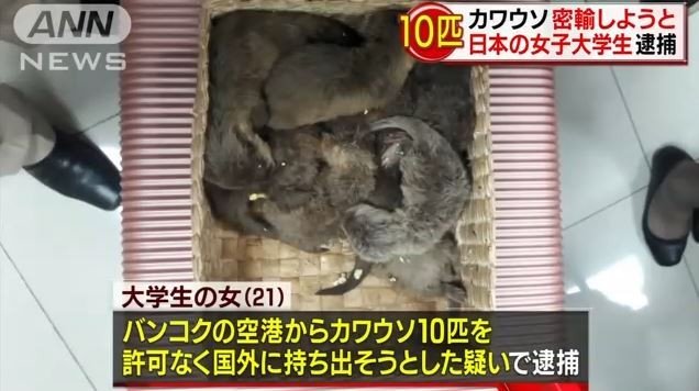 2017年10月，以旅行箱夾帶10隻水獺的日本女大生在曼谷機場被捕。光是今年，泰國就發生了4起日本人走私水獺被捕的事件。 翻攝自《ANN》
