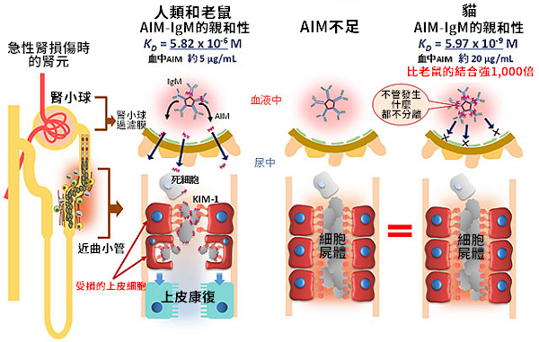 「急性腎損傷」（Acute kidney injury，AKI）時，人類和老鼠血液中的AIM將自免疫球蛋白IgM解離，轉移至尿液裡清除細胞屍體，解除腎小管阻塞，迅速改善腎功能；相較之下，貓咪血液中的AIM數量儘管高於人類和老鼠，但與IgM的結合親和力比老鼠強1,000倍，AKI時仍無法自IgM解離，導致貓咪腎功能難以復原。 取自日本醫療研究開發機構