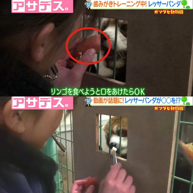 飼育員舉起左手的大蘋果，待小貓熊一張嘴，立刻換成右手的小蘋果。 翻攝自《九州朝日放送》