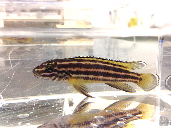 棲息於東非坦干依喀湖的雷氏尖嘴麗魚具高度社會性，採1夫1妻或1妻多夫，幼魚主要由公魚負責照顧。母魚的攻擊性比公魚強，個體間依體長排序位階。 取自綜合研究大學院大學