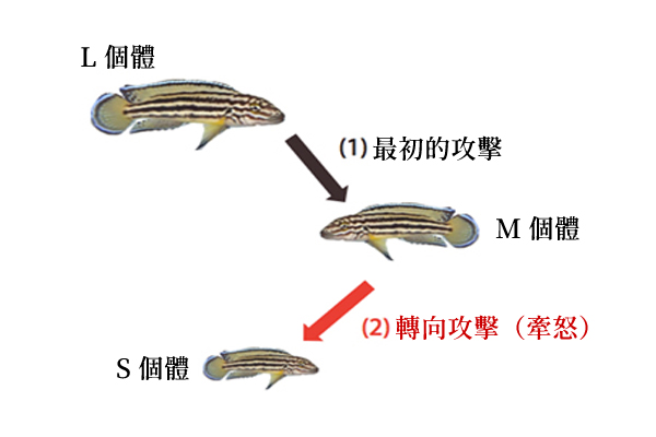 雷氏尖嘴麗魚的遷怒行為。攻擊行為基本上由體長較大者施加於較小者，最大的L個體攻擊次大的M個體後，M個體立即攻擊最小的S個體。 取自綜合研究大學院大學