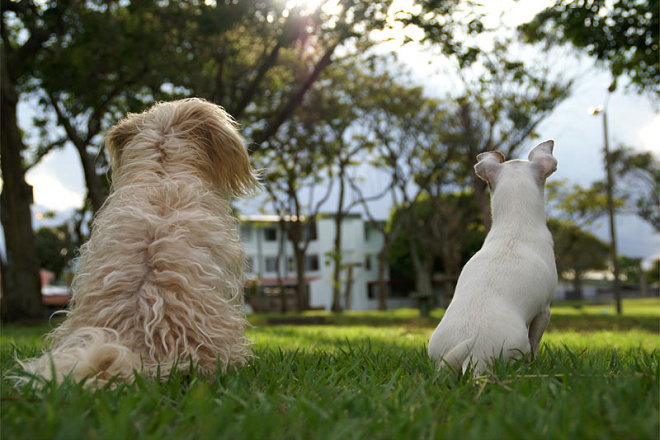韋斯特加斯博士表示，體重小於13.6公斤的小型犬、胖狗和老狗飼主較少遛狗；即使是大型犬或健康的狗兒，如果飼主不相信散步使狗兒健康、不認為狗兒愛散步，他們也不會勤於遛狗。 取自Cristina Valencia @Flickr