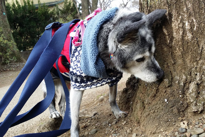 2017年1月，使用步行輔助胸背散步的煙燻。 取自33marsan @Twitter