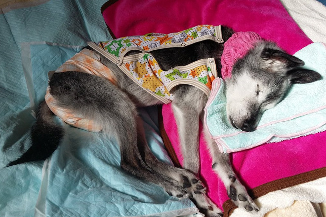 井上說：「煙燻好像聽得懂好乖、好聰明。我用溫柔的語調持續不斷地誇牠好聰明、好乖，牠就會酣然入睡（笑）。」 取自33marsan @Twitter