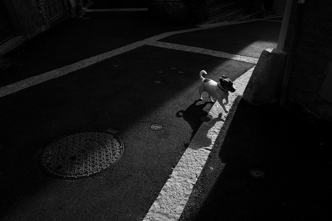 英國最新研究顯示,公犬遭遇道路交通事故的機率為母犬的1.4倍。 取自Thomas Leth-Olsen @Filkr