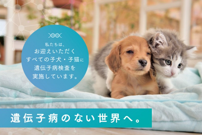 兩家寵物連鎖店的基因檢測費用由消費者支付，小島的價格為1萬2,960日幣（約3,753台幣），AHB則包括在健檢、驅蟲、疫苗及晶片注射、前1個月24小時電話支援等費用中，總計5萬8,000日幣（約1萬6,796台幣）。 翻攝自AHB