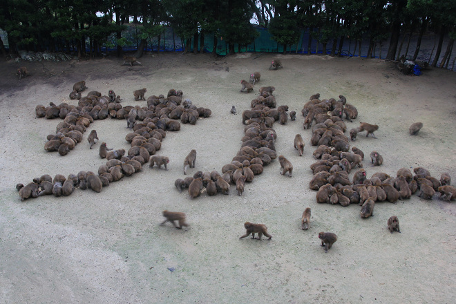 淡路島的日本獼猴擠在一起享用排成日文字「猴子」的食物。日本獼猴通常搶食得很激烈，部分優勢個體會獨占食物，無法像淡路島的猴群這般排成文字。 取自大阪大學