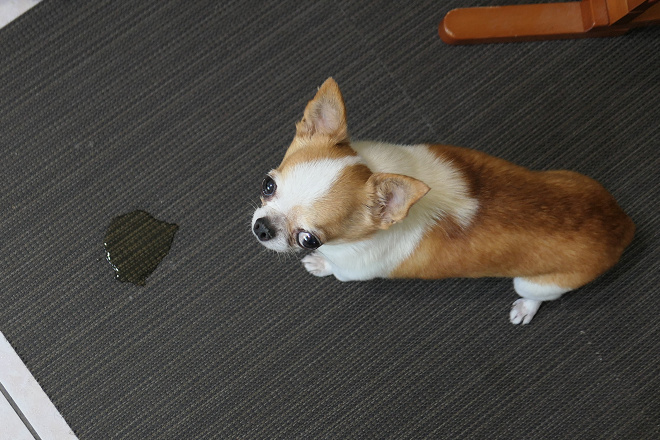 過去研究發現狗兒亂大小便是棄養的常見理由，是故找出如廁訓練失敗的根本原因至關緊要。 小陸/攝