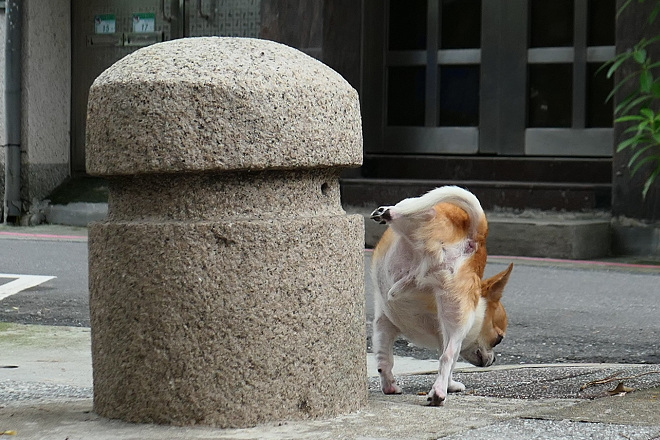 小型犬就算稍微亂大小便，因為量少，汙染程度較大型犬輕微，或許也造成飼主在如廁訓練上的懈怠，使得牠們的訓練完成度偏低。 小陸/攝