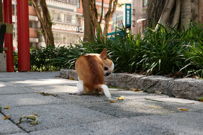 要保持良好人犬關係，終究少不了生活上的各種訓練，同時請勿忘記，有能力和責任將訓練導向成功的永遠是飼主。 小陸/攝