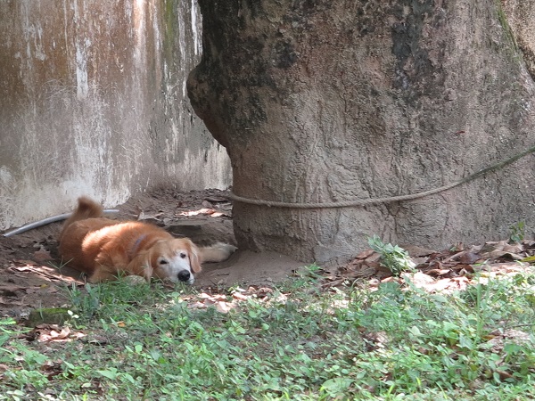 長毛狗在炎炎夏日躺在大樹下睡午覺，是最自然的避暑方式，可惜不是每個地方都有這種福利。 蕭士塔/攝