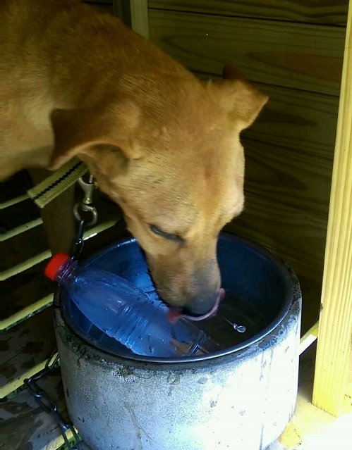 善化動物之家推出「寶特瓶冰棒」，讓養在戶外的待認養犬隻有冰水協助降溫。蕭士塔/攝