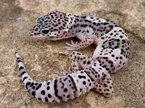 豹紋守宮也是易於飼養的爬行夥伴。　取自ball-pythons.net