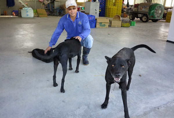 3隻「黑武士」顧守沒有門禁的農場，是最稱職的守衛。蕭士塔/攝