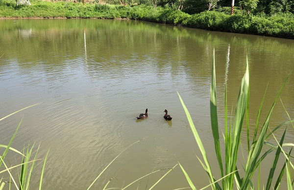 紅面番鴨看到狗即游入池中，或飛翔逃避。蕭士塔/攝