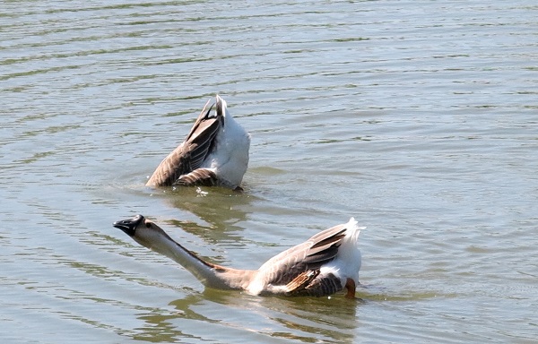 公鵝在池中游泳時如發覺狗靠近池塘，就伸直脖子聒噪示警。蕭士塔/攝