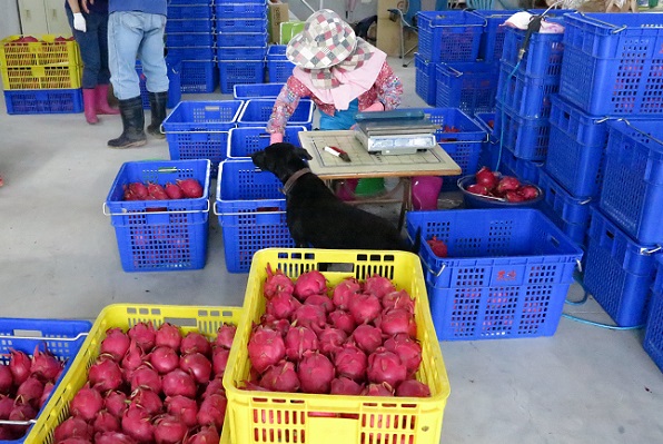 除了是最佳守衛，3隻黑狗也是員工的玩伴。  蕭士塔/攝