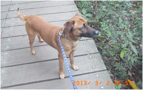 帶寵物出遊牽繩才能確保寵物安全！瑭芯/攝