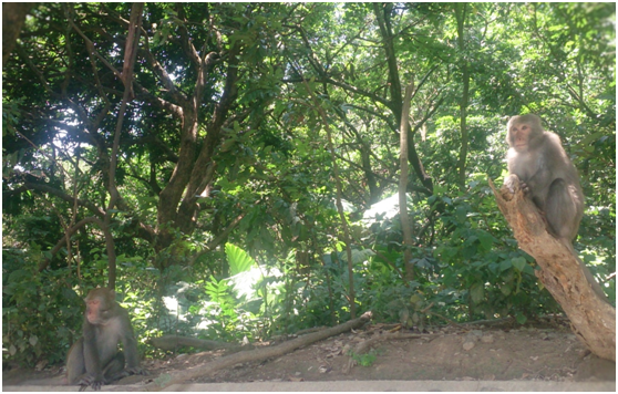 遊客進入森林遊樂區等場域旅遊，勿接觸或餵食野生動物，如發現疑似感染狂犬病動物，應立即向動物防疫機關或林務局各林區管理處通報。瑭芯/攝