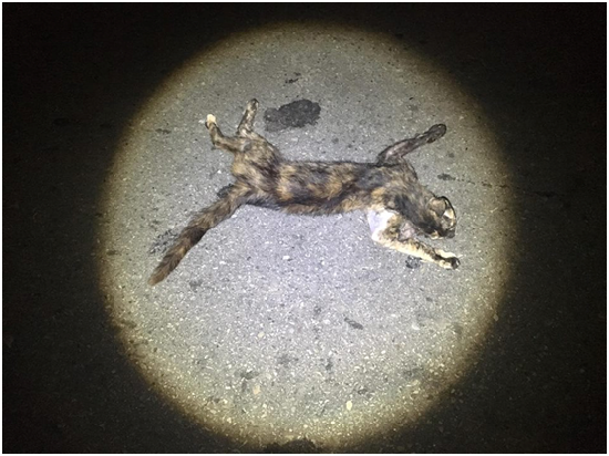 旺旺流浪動物協會理事長楊穎蘋無奈表示,棄置貓咪的矮房是「貓爺爺」私人財產,報警之後也無法入內蒐證。阿碰/提供