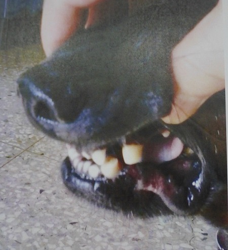 成大校園「阿龍」因攻擊人而被志工送往醫院將犬齒牙尖磨平。 黃麗珠/提供