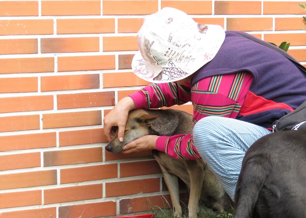 「小武」被磨牙後變得很畏縮，見陌生人就跑，只有黃麗珠能親近。 蕭士塔/攝