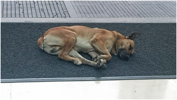 跟隨熙弗絲回到旅館，但不得其門而入的盧比奧乾脆睡在旅館門外。取自boredpanda.com