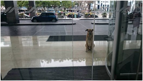 不可思議的事發生了，無 論熙弗絲幾時飛到布宜諾斯艾利斯，總能看到盧比奧在她下榻旅館的外面等門。boredpanda.com