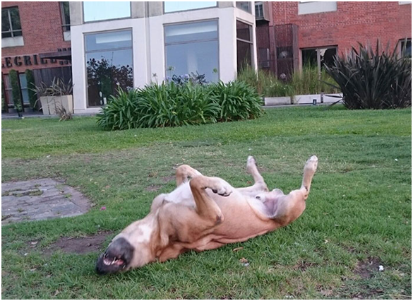 看看盧比奧在草地打滾的樣子，就不難推測牠現在有多開心。取自boredpanda.com