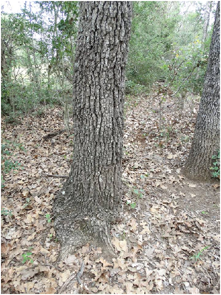 照片原始PO文者William留言提到，他將5條銅頭蝮幼蛇放在橡樹附近，其中一條很快就爬到樹幹上，約高5英呎的距離。取自William Montgomery