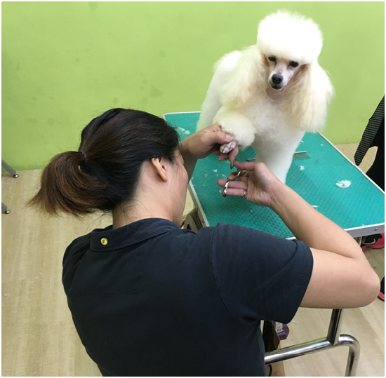 每個毛孩子的個性不同，寵物美容師需要花時間建立牠們的信任感，才能順利執行工作。作者提供