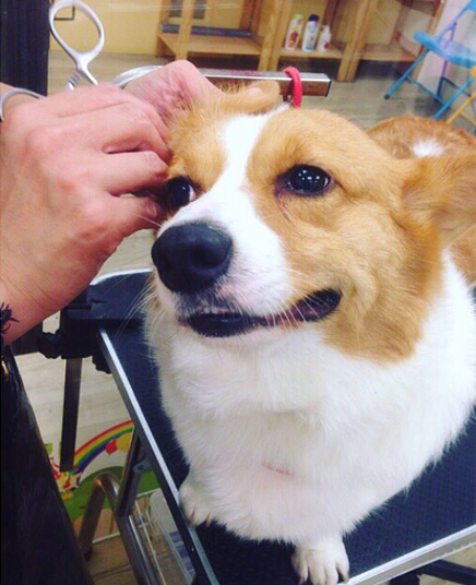 避免毛孩在美容時發生意外，不只是美容師的責任，毛家長也有多和美容師溝通的義務。作者提供