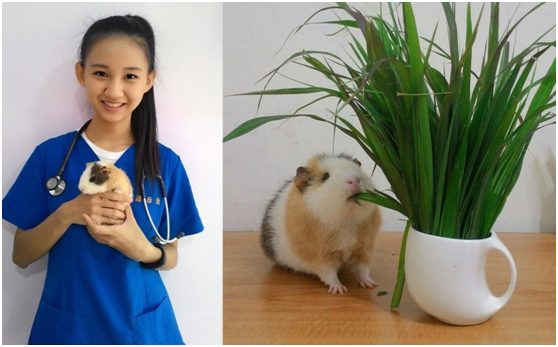  嘉義大學獸醫系學生羅茵茵，開了「天竺鼠 vs 菜鳥獸醫 Guinea Pig vs Newbie Vet」粉絲專頁，是少見的天竺鼠專業知識資訊平台。  取自臉書