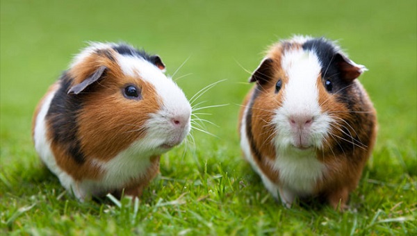 天竺鼠(Guinea Pig)(，又名豚鼠、葵鼠、荷蘭豬、幾內亞豬。截圖自Petsmart網站