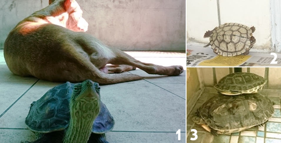 圖1為搶鏡頭的米咕，圖2為受驚竄逃的米茶，圖3為米長爬到米香身上休息。　林郁芷/提供