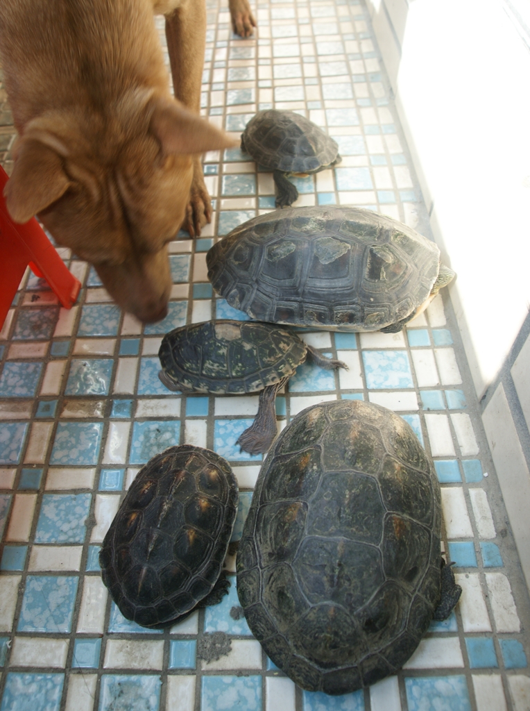 由上到下分別是狗狗Tely、米長、米香、米茶、小蛋和米咕。Tely是在泰利颱風來襲時跑到林郁芷家躲雨，後被收編的狗住戶，體型次大的小蛋以前曾是流浪龜，而體型最大的米香，已於今年5月時過世。　林郁芷/提供