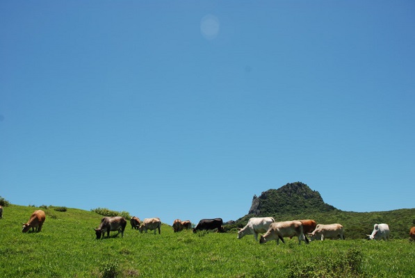 專家認為擁有廣大草原與專業人力的畜產試驗所恆春分所,最適合安置退休的血清馬。 取自恆春分所官網
