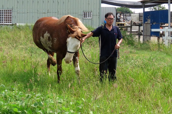獸醫師表示,血清馬需要適度運動才能避免淋巴循環不佳的後遺症。蕭士塔/攝