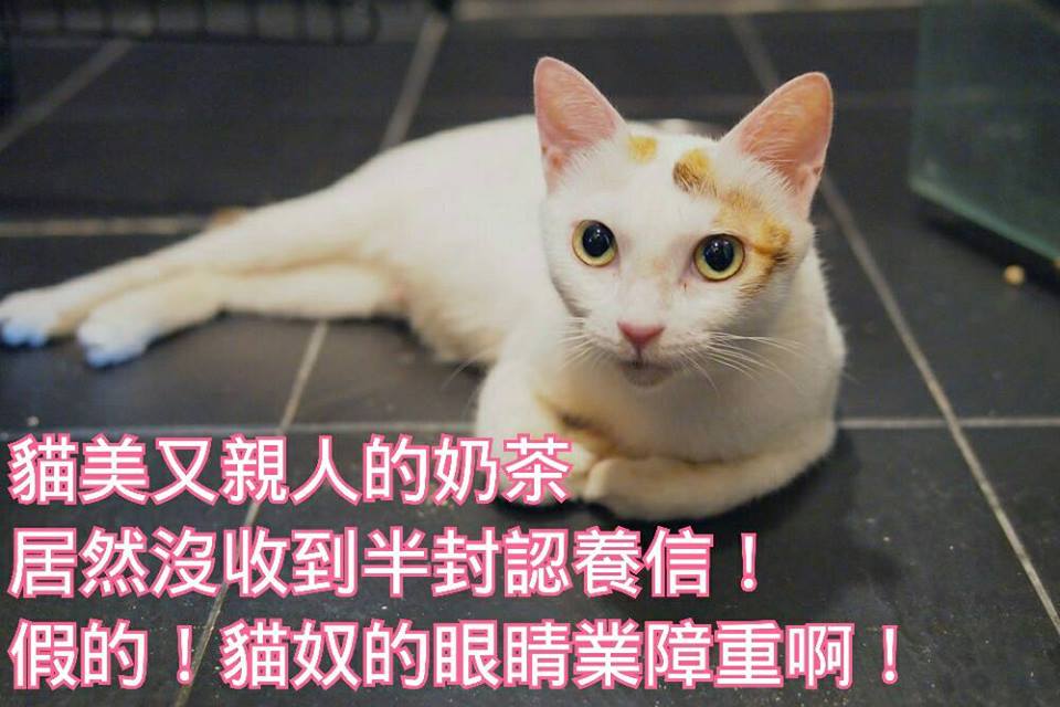 新屋收容所有非常多可愛的成貓幼貓待領養中。　取自新屋收容所 貓舍