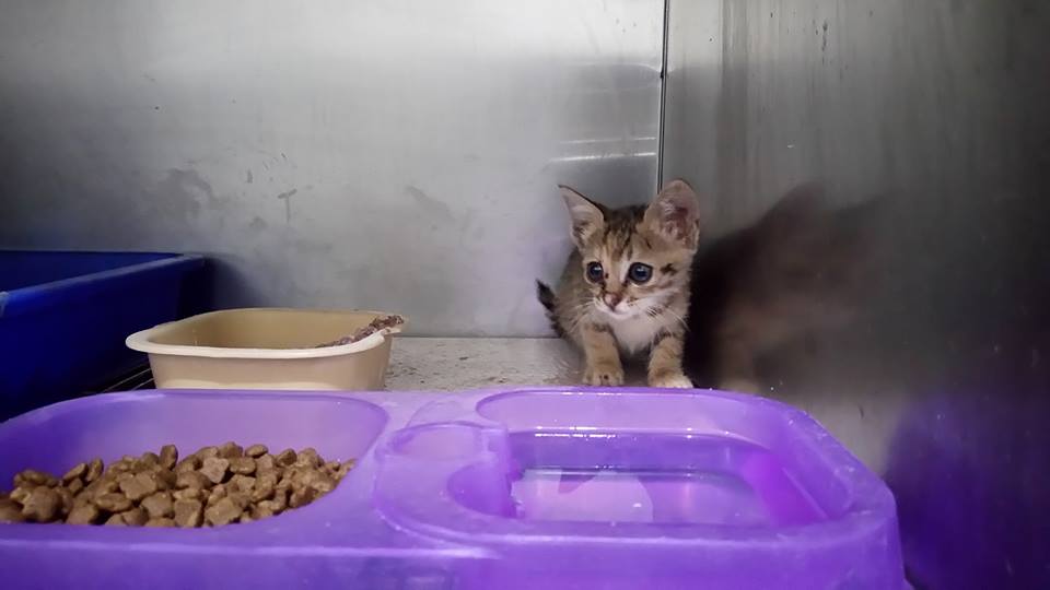 領養幼貓的飼主應該多給點包容和耐心，狀況一定會慢慢改善，如果連這點都做不到，那就該好好考慮自己是否根本不適合養寵物。　示意圖，取自新屋收容所 貓舍