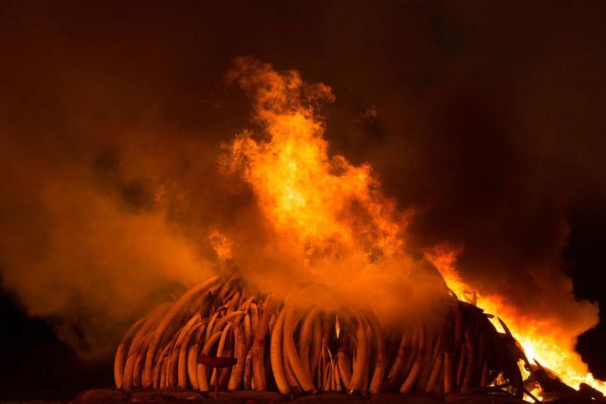 象牙唯一的價值就是長在大象身上。被外界預估價值高達1億美元的象牙庫存,或許會為肯亞帶來舒適的生活,肯亞政府仍堅決焚毀這些血腥的戰利品,徹底展現他們打擊盜獵、捍衛動物的決心。 取自National Geographic