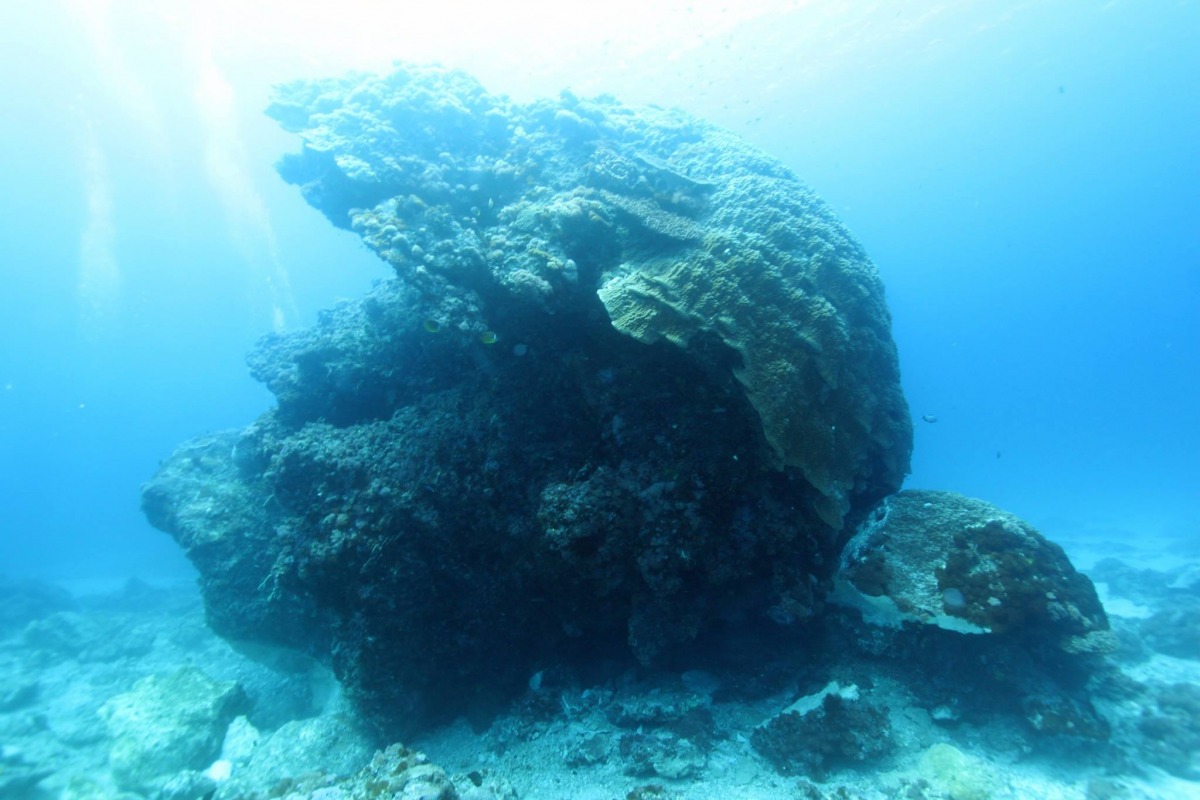 陸地上遭受颱風猛烈侵襲時，海裡的千年珊瑚大香菇也悄然倒下。   取自俞明宏臉書