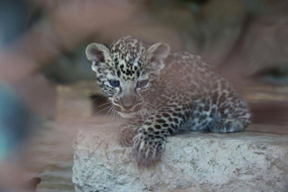 塔伊茲動物園裡的新生幼豹，從一初生就開始面臨一次又一次的饑荒危機。  取自SOS Zoo and Bear Rescue臉書
