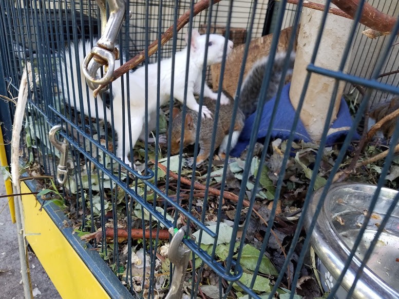 榛果和牠的姊妹們繼續生活在野生動物保護區裡面。  取自鹿角嶺野生動物保護區網站