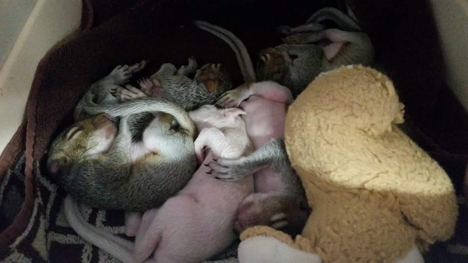 鹿角嶺野生動物保護區收到的一窩松鼠寶寶，在正中間的榛果和一般灰松鼠寶寶有很明顯的毛色差異。  取自鹿角嶺野生動物保護區網站