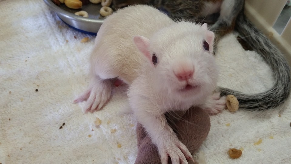 我們可以清楚地看見白化症松鼠紅色的眼睛。  取自鹿角嶺野生動物保護區網站