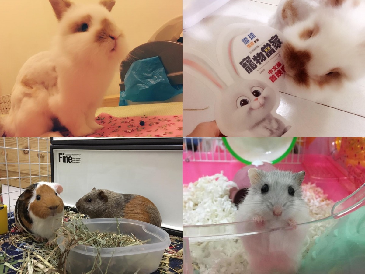 拖鞋（上）、襪襪與小山豬（左下）、靴子（右下）的日常生活。 取自兔吉拉粉絲專頁